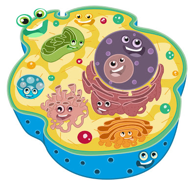 Resistencia Bacteriana de nueva generación. - Página 21 20130913212552-celula-animada